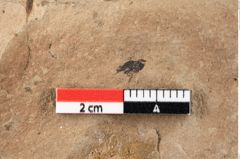 Foto (Detailansicht) von Xylomites rhamni aizoonis Ettingshausen (NHMW-GEO-2024-0188-0065)